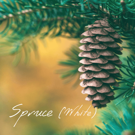 CATEGORY サ行 | Wisdom of the Earth by Oli