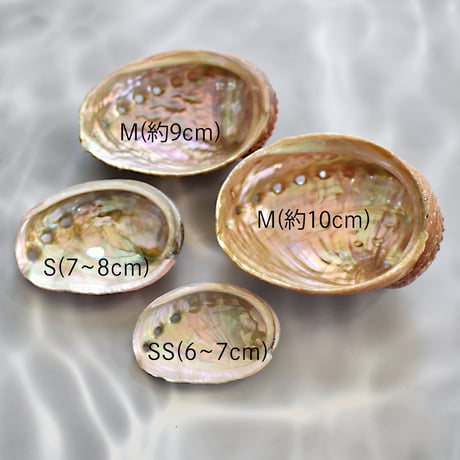アバロニシェルSS (約6cm)、S(約7cm)