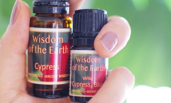 wote 精油　Wisdom of the Earthスプルース15m 6割残 サイプレス 「非常にスピリチュアルで愛に溢れている」 ☆取寄せ | Oli