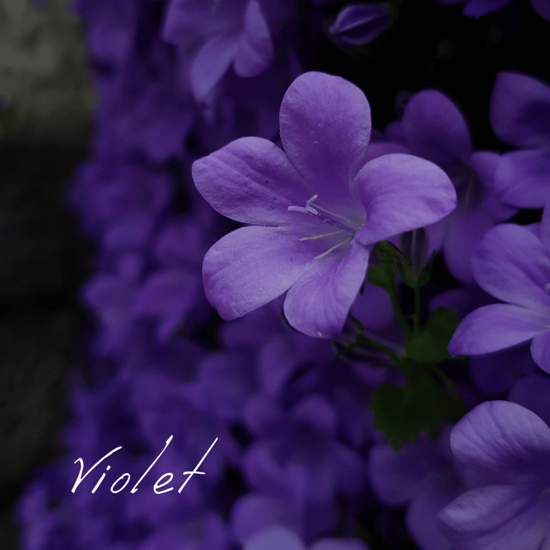 バイオレット 「繊細さを助ける女王」5ml | Wisdom of the Earth by Oli