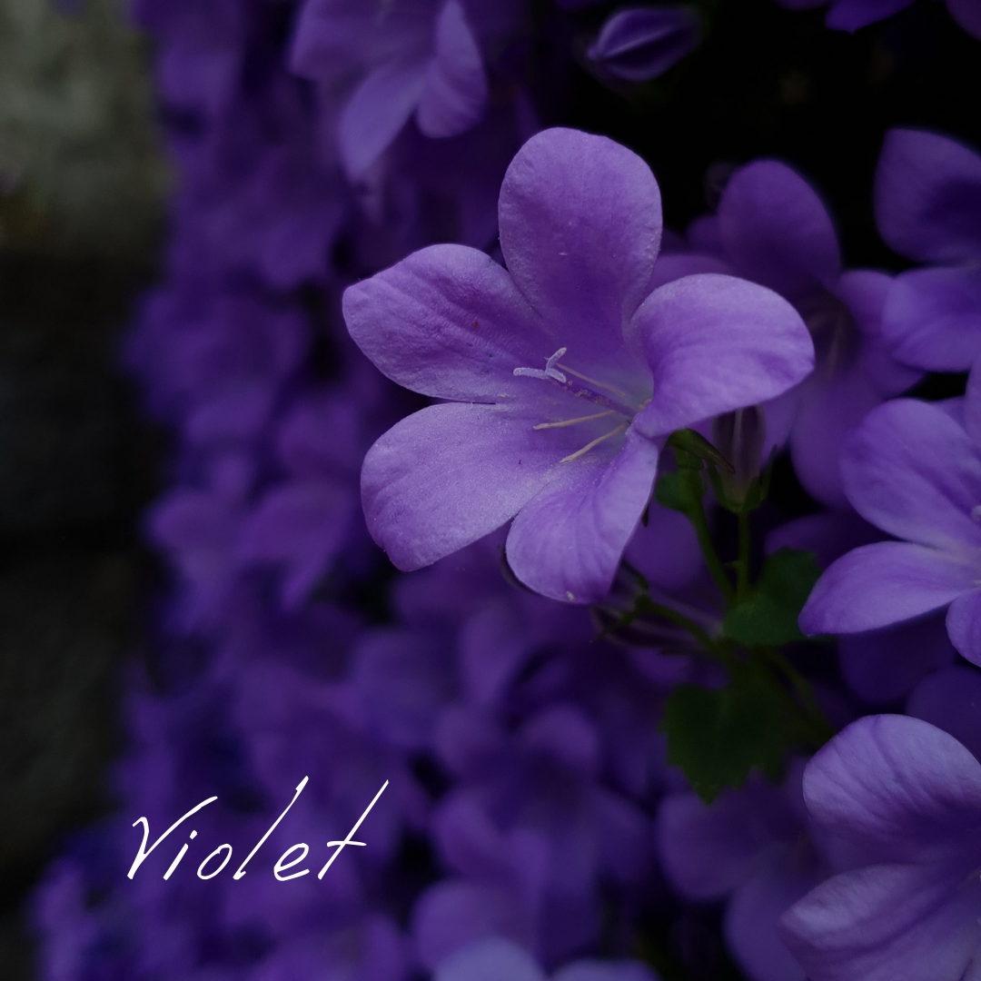 バイオレット 「繊細さを助ける女王」5ml | Wisdom of the Earth by Oli