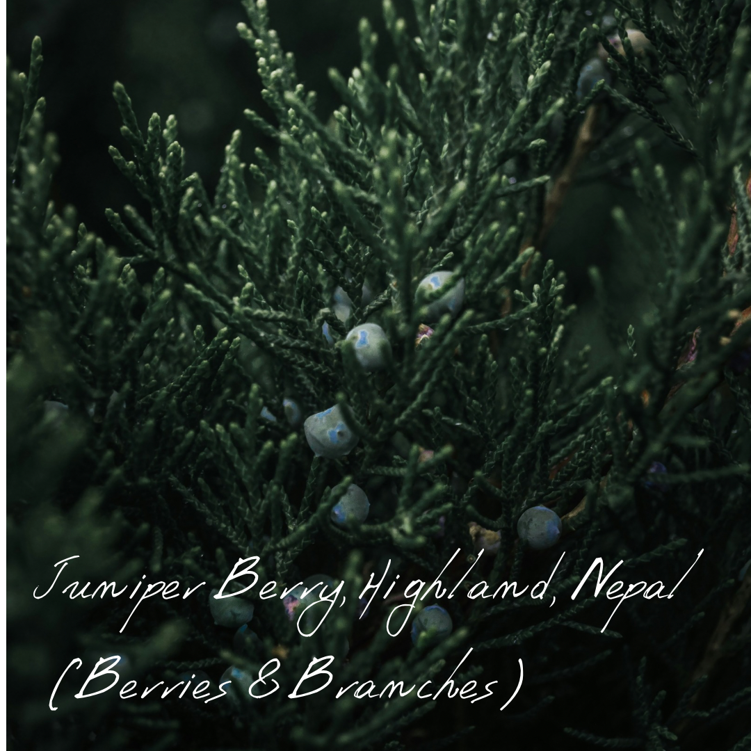 ジュニパー・ベリー(ハイランド)(ネパール) ベリーと枝 | Wisdom of