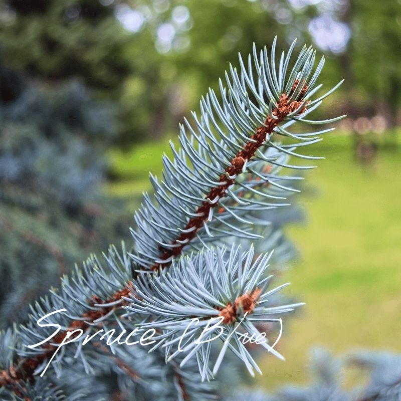 スプルース(ブルー) 「真実を語る勇気、天使の気配」(5ml/15ml