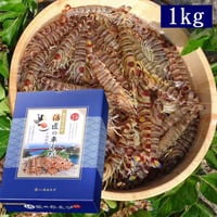 活き車えびMサイズ1kg