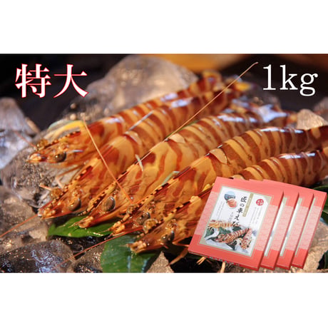活き締め急速冷凍車えび  （特大）1kg