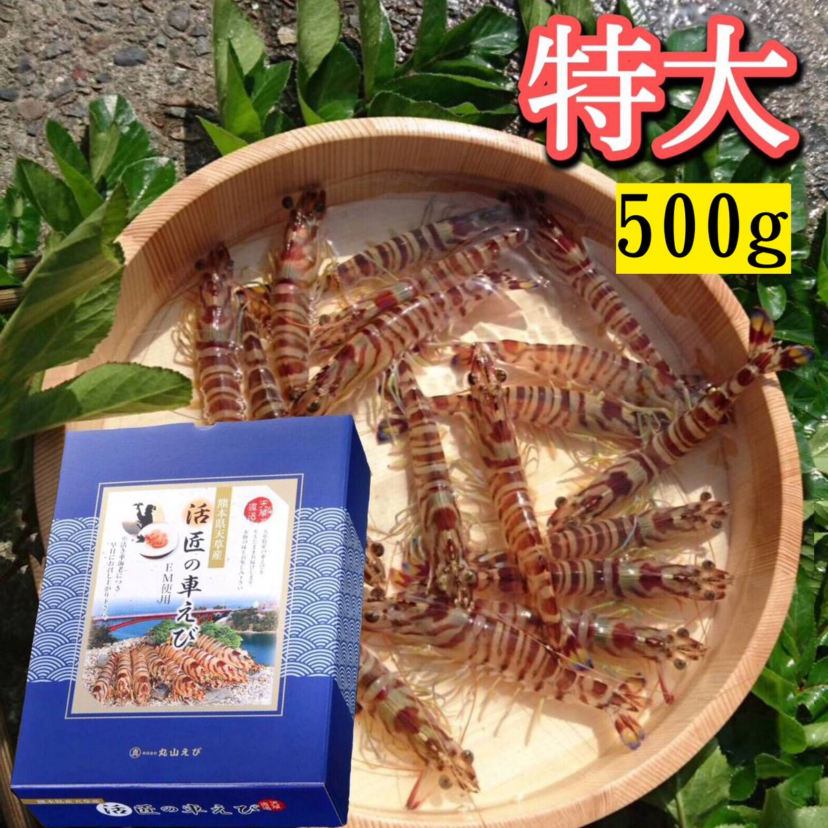 特大活き車えび500g | 株式会社丸山えび