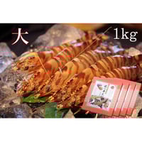 活き締め急速冷凍車えび （特大）750g | 株式会社丸山えび