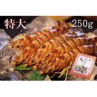 えびやま太郎 活き締め急速冷凍車えび （小）300g | 株式会社丸山えび