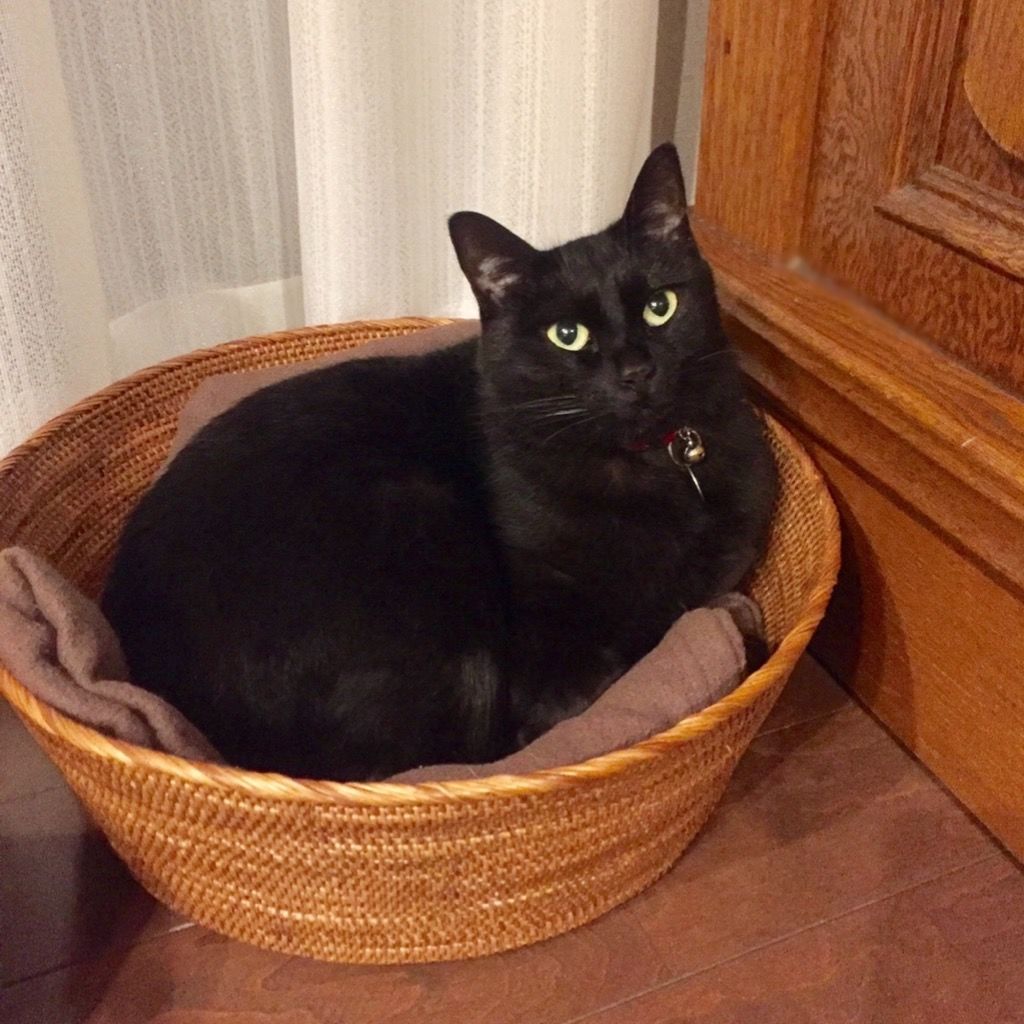 【新品未使用】 KIYATA キヤタ 黒猫 バスケット かご 新品未使用】 KIYATA キヤタ 黒猫 バスケット かご 2025年最新