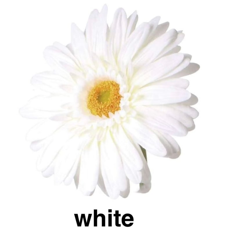 jumbo flower gerbera （ガーベラ） | ALL GOOD FLOWERS