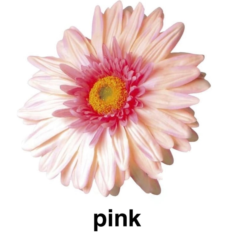 jumbo flower gerbera （ガーベラ） | ALL GOOD FLOWERS