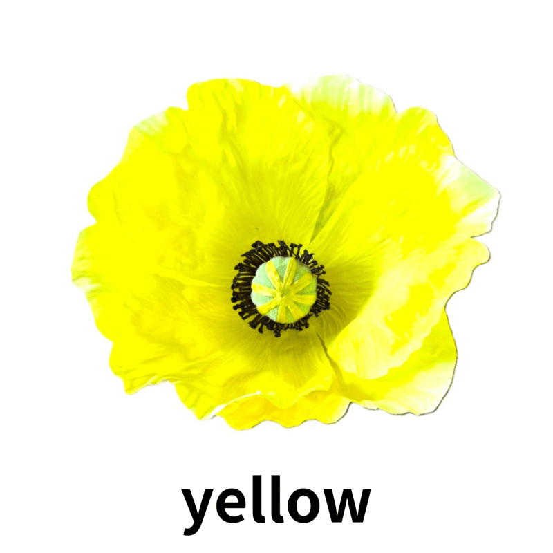 jumbo flower poppy（ポピー） | ALL GOOD FLOWERS STORE