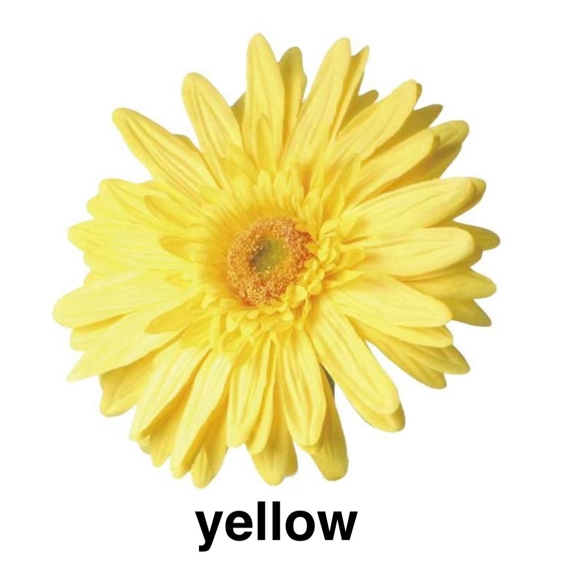 jumbo flower gerbera （ガーベラ） | ALL GOOD FLOWERS