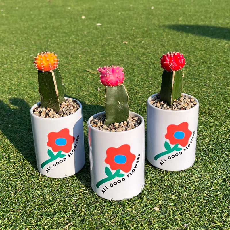 ミニマリスト 咲き乱れるポスター アリゾナサボテン ミニマリスト