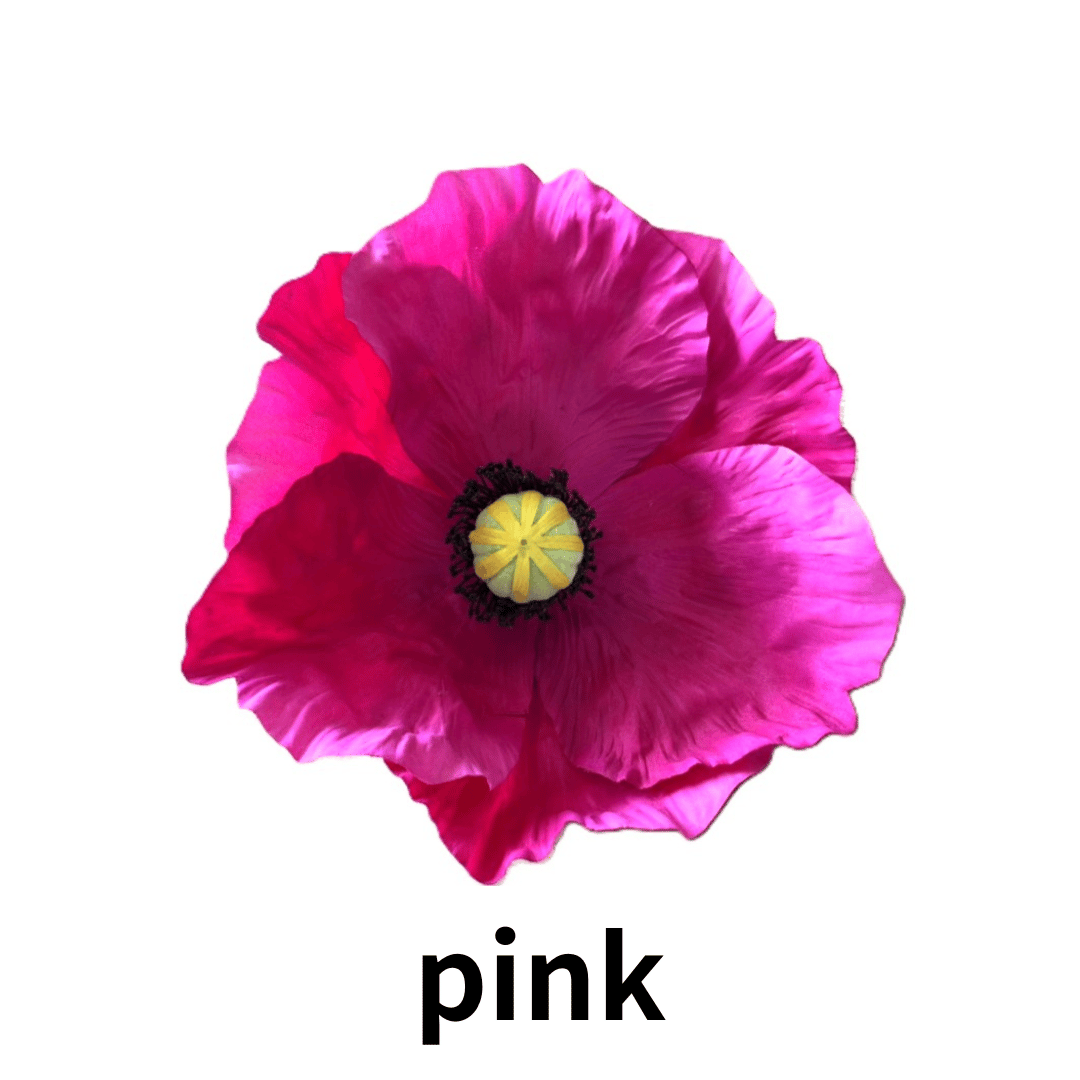 jumbo flower poppy（ポピー） | ALL GOOD FLOWERS STORE