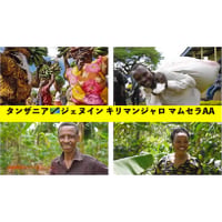 赤道 南緯1度より タンザニア ジェヌイン キリマンジャロ マムセラ AA