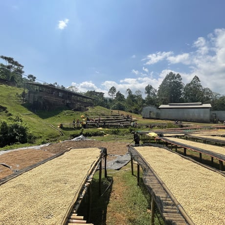 Ethiopia Chire Washed