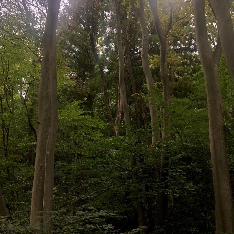 東京香堂 / Classic Series - 香木を楽しむギフトセット - | t