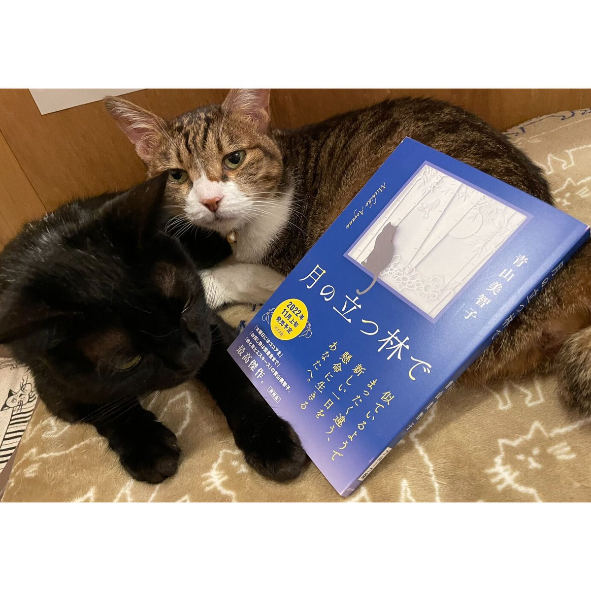 月の立つ林で | Cat's Meow Books Virtual Shop β