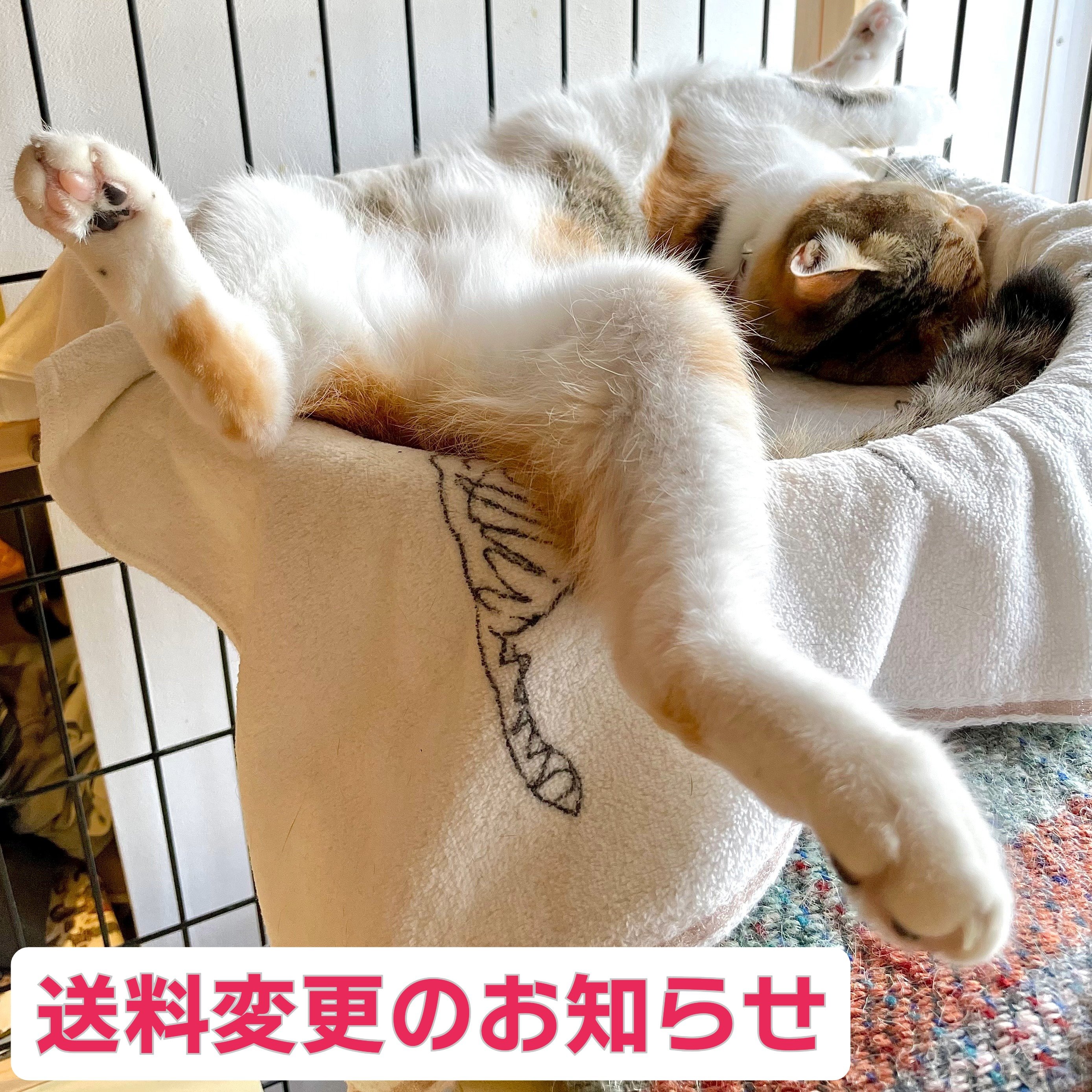 CATEGORY 青山美智子さん | Cat's Meow Books Virtual Shop β