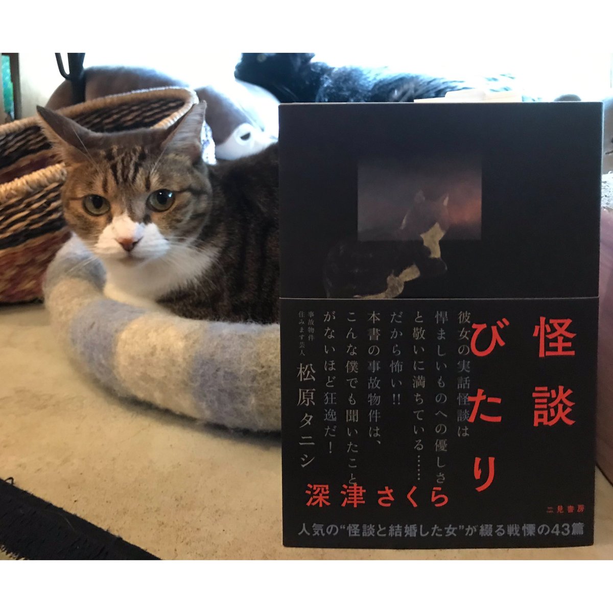 怪談びたり | Cat's Meow Books Virtual Shop β