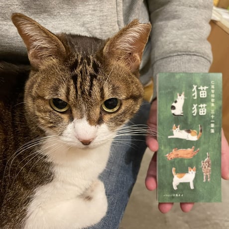 三十一筆箋 −猫猫−