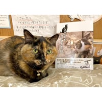 ねこいる！ | Cat's Meow Books Virtual Shop β