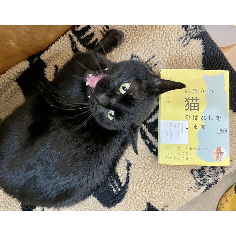 仁尾智 猫短歌集 いまから猫のはなしをします | Cat's Meow Books Virtu