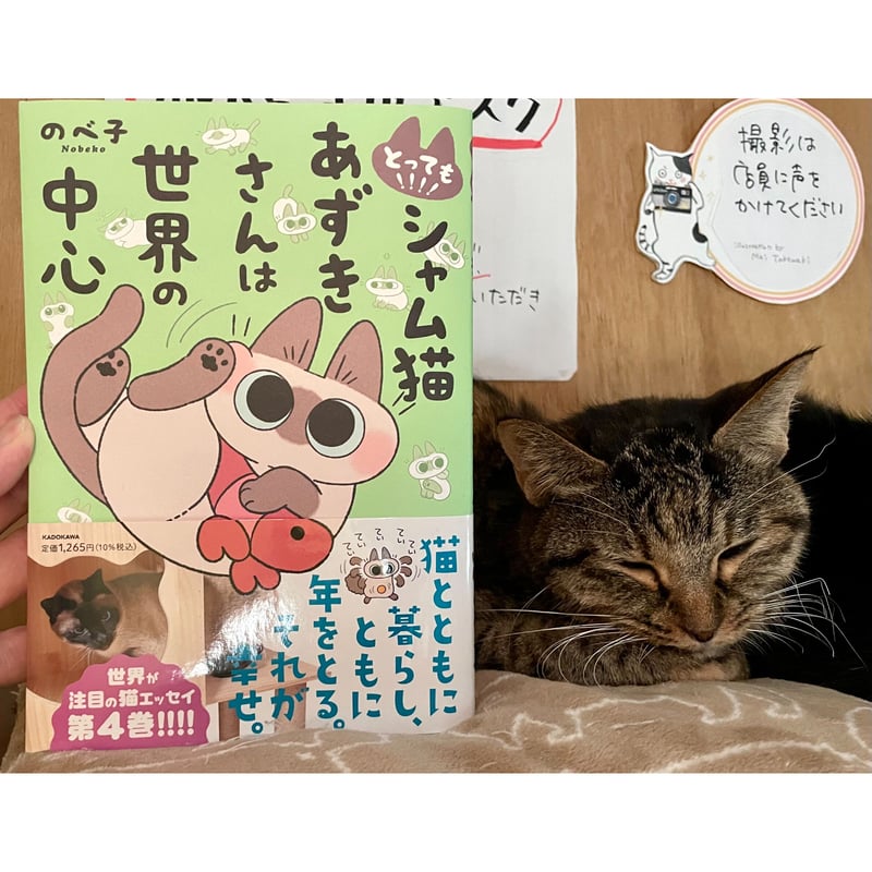 シャム猫あずきさんは世界の中心 | Cat's Meow Books Virtual Shop β
