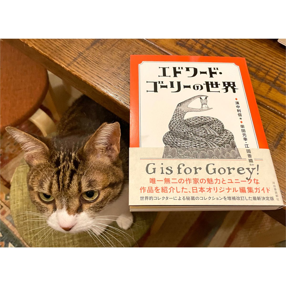 エドワードゴーリー ジグソーパズル Bibliophile with Cats エドワード