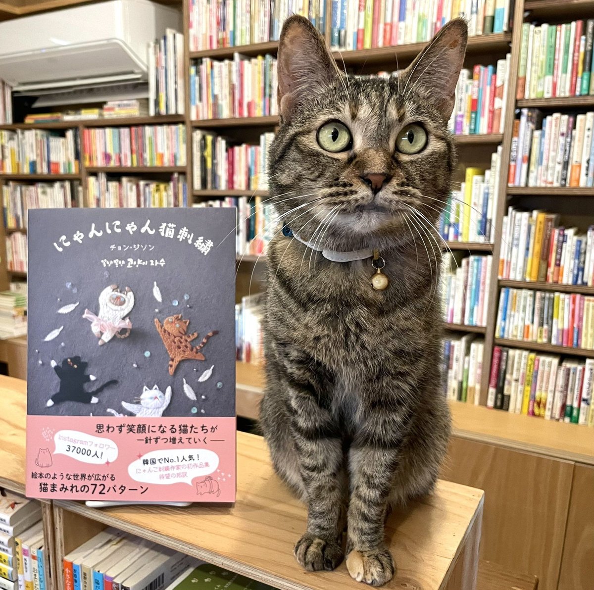 ねこニャン様　お問い合わせ中 茨城 桜ねこの会 | みゃーずき譲渡会です 5月24日 13時〜15時