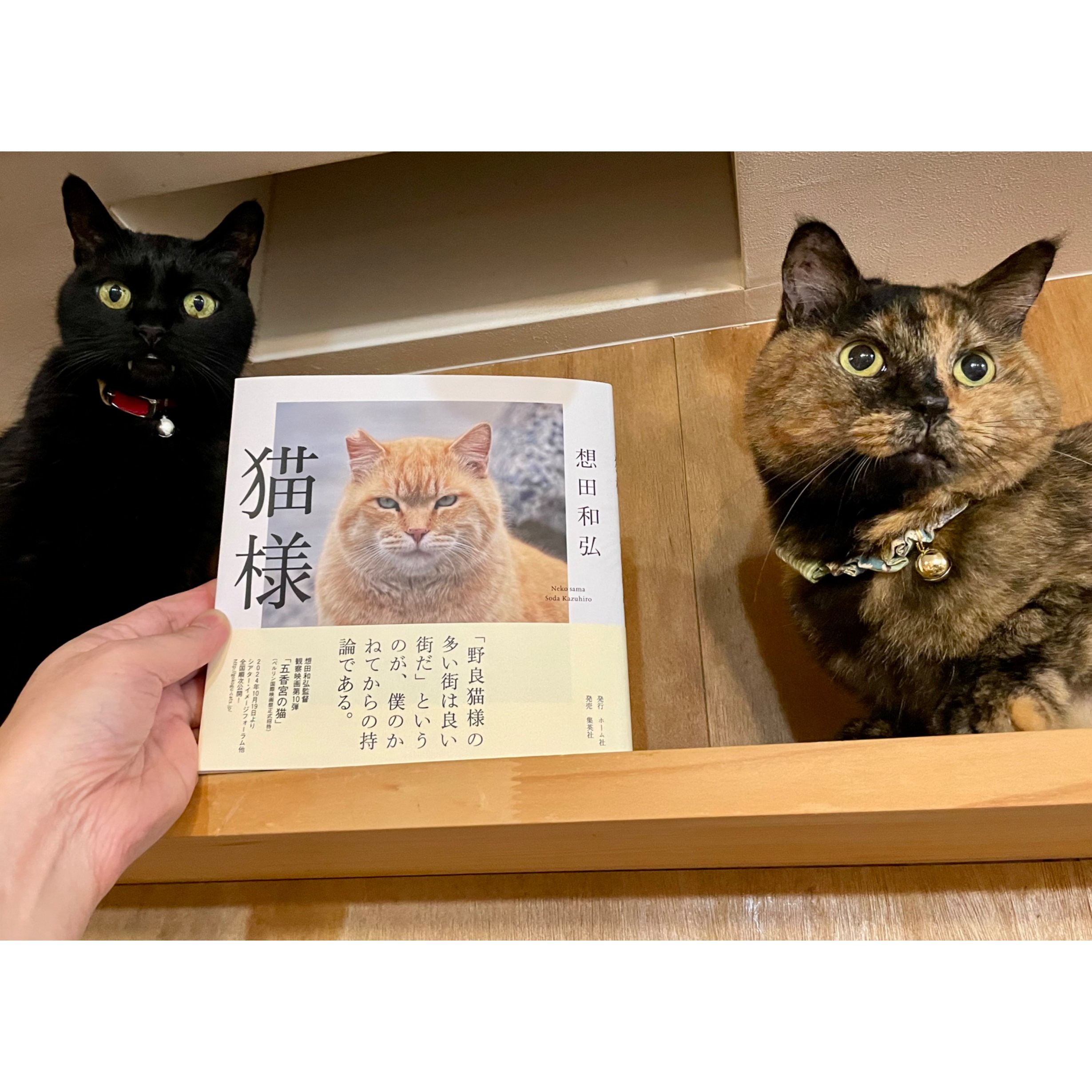 猫様 | Cat's Meow Books Virtual Shop β