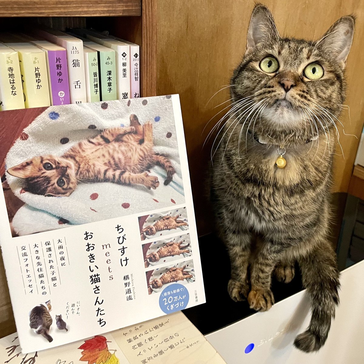 ちびすけmeetsおおきい猫さんたち | Cat's Meow Books Virtual S ちびすけmeetsおおきい猫さんたち | Cat's Meow Books Virtual S