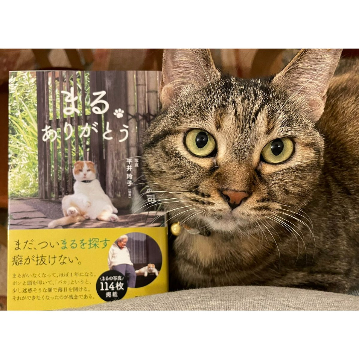 まる ありがとう | Cat's Meow Books Virtual Shop β