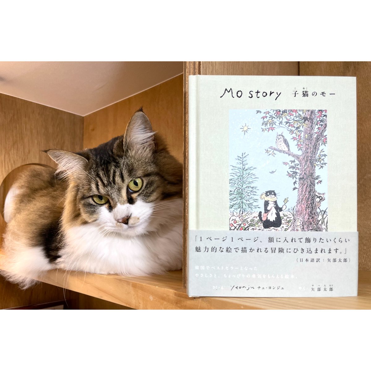 Mo Story 子猫のモー | Cat's Meow Books Virtual Shop β