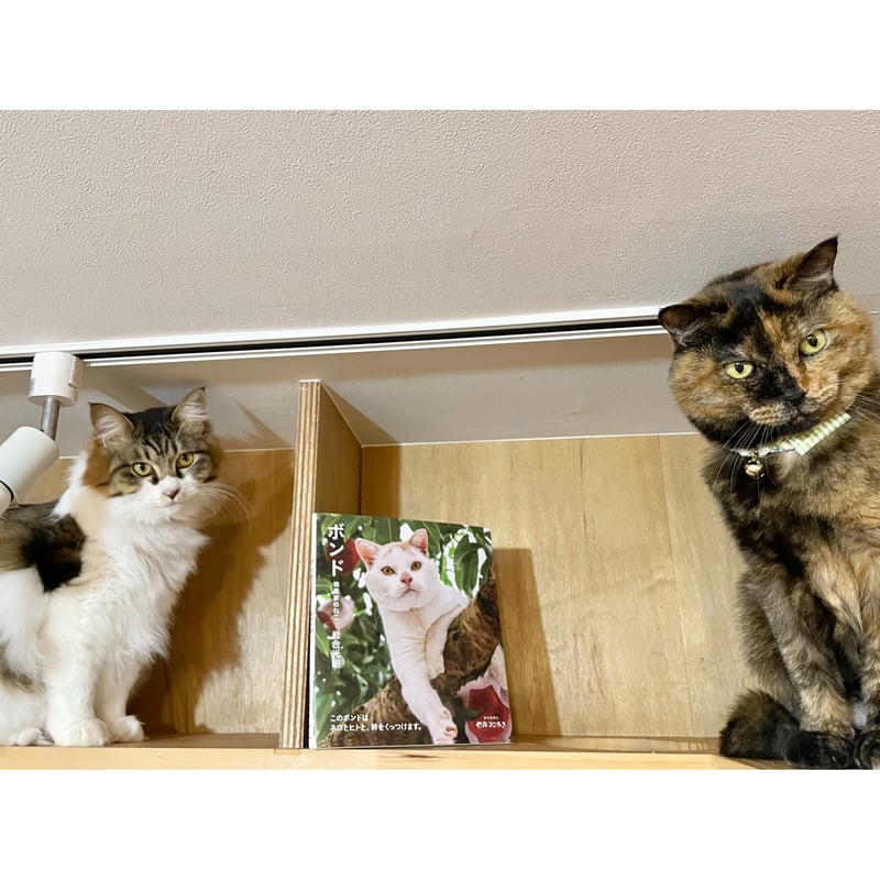 山*猫様 ともだち と思われるブロンズ G45-029.png