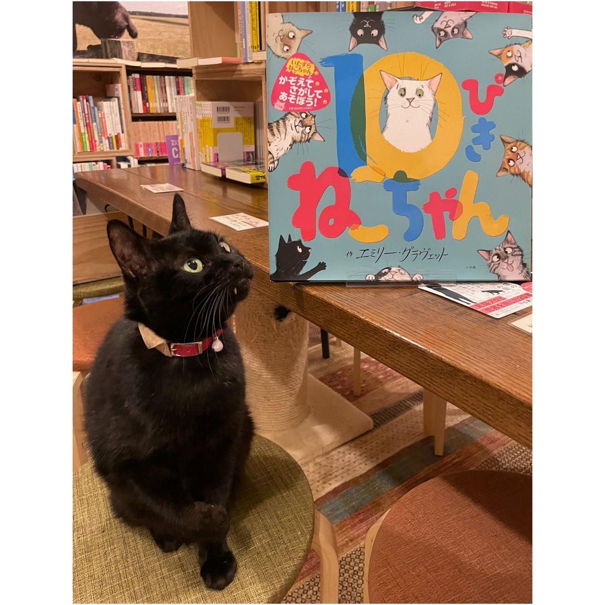10ぴきねこちゃん | Cat's Meow Books Virtual Shop β