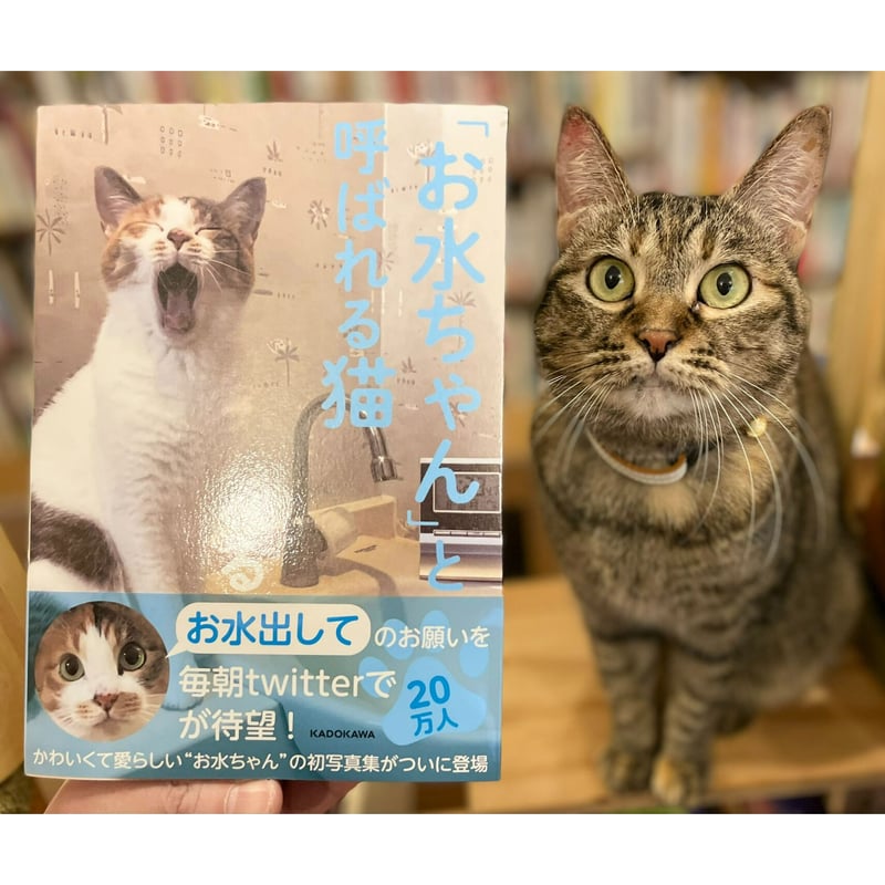 お水ちゃん」と呼ばれる猫 | Cat's Meow Books Virtual Shop β
