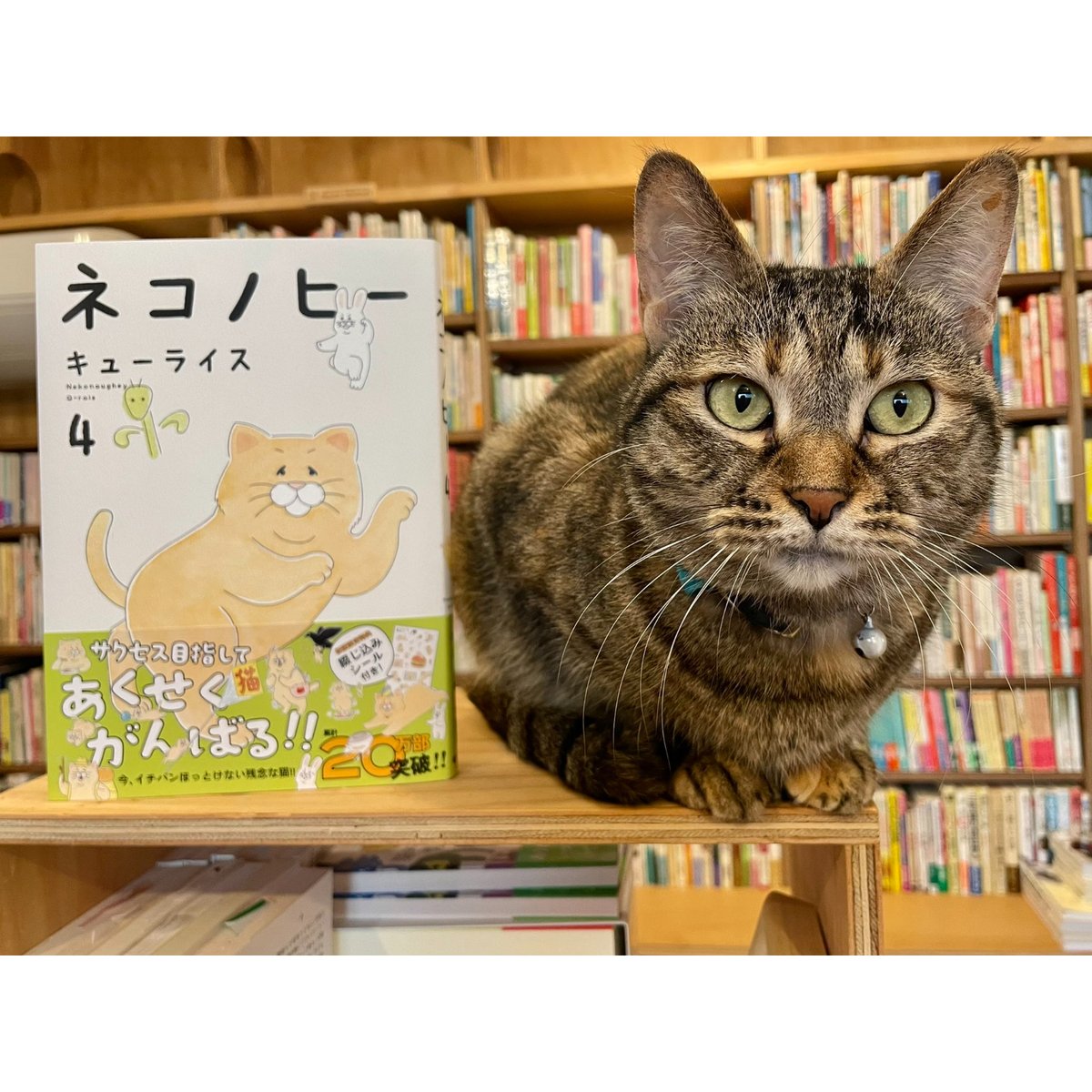 レノックス猫 ( 英字新聞を読む ) Cat Chronicles レノックス猫 ( 英字新聞を読む ) Cat Chronicles