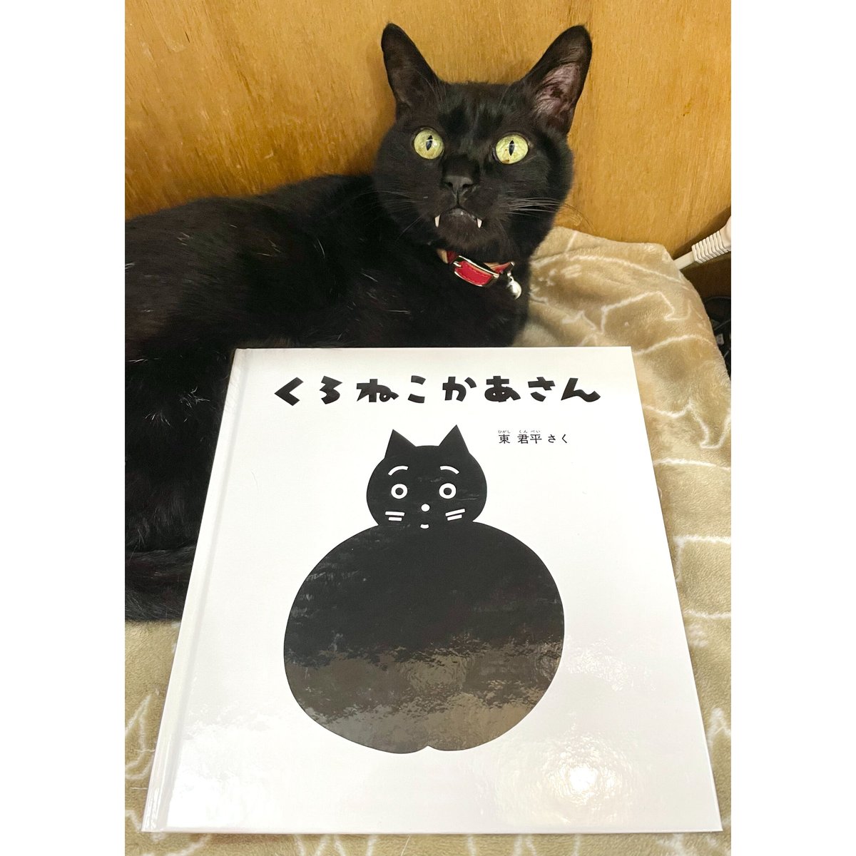 くろ　ねこ　 Amazon.co.jp: ＜Cuddly＞カドリー 仔ネコのヌイグルミ