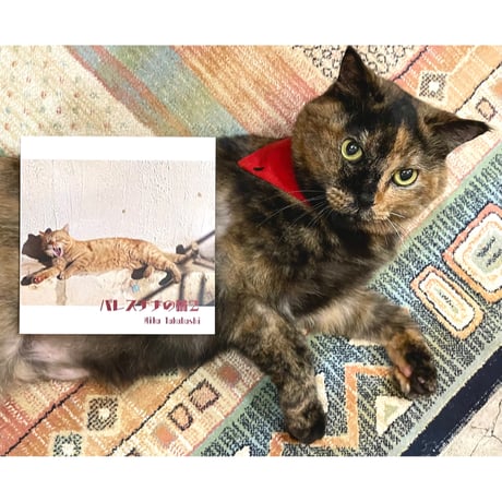 猫を吸いたい【裁断済み】歯のQ&A大全　（表紙カバー無し） CATEGORY 普通の本屋さんで売ってない | Cat's Meow Books Virtu