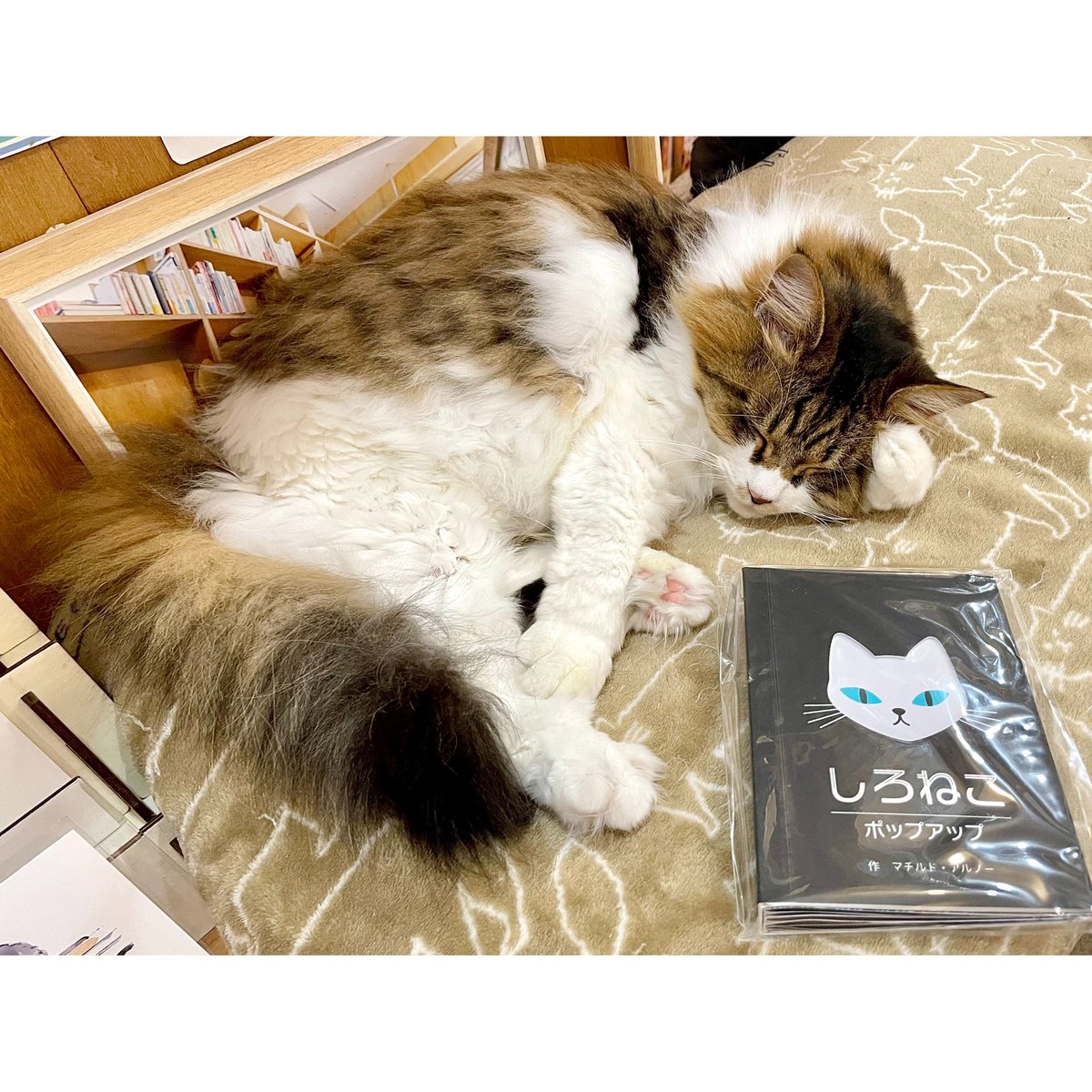 しろねこポップアップ | Cat's Meow Books Virtual Shop β
