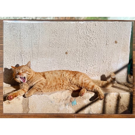 Cat's Meow Books Virtual Shop β