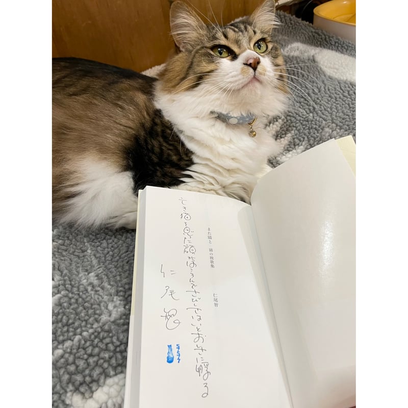 直筆サイン入り】また猫と 猫の挽歌集 | Cat's Meow Books