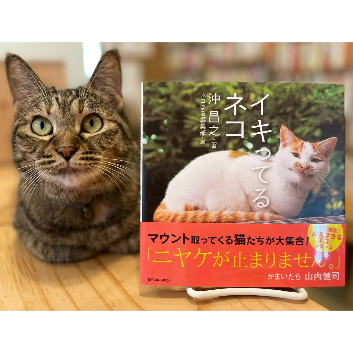β　Meow　Books　Virtual　Shop　イキってるネコ　Cat's