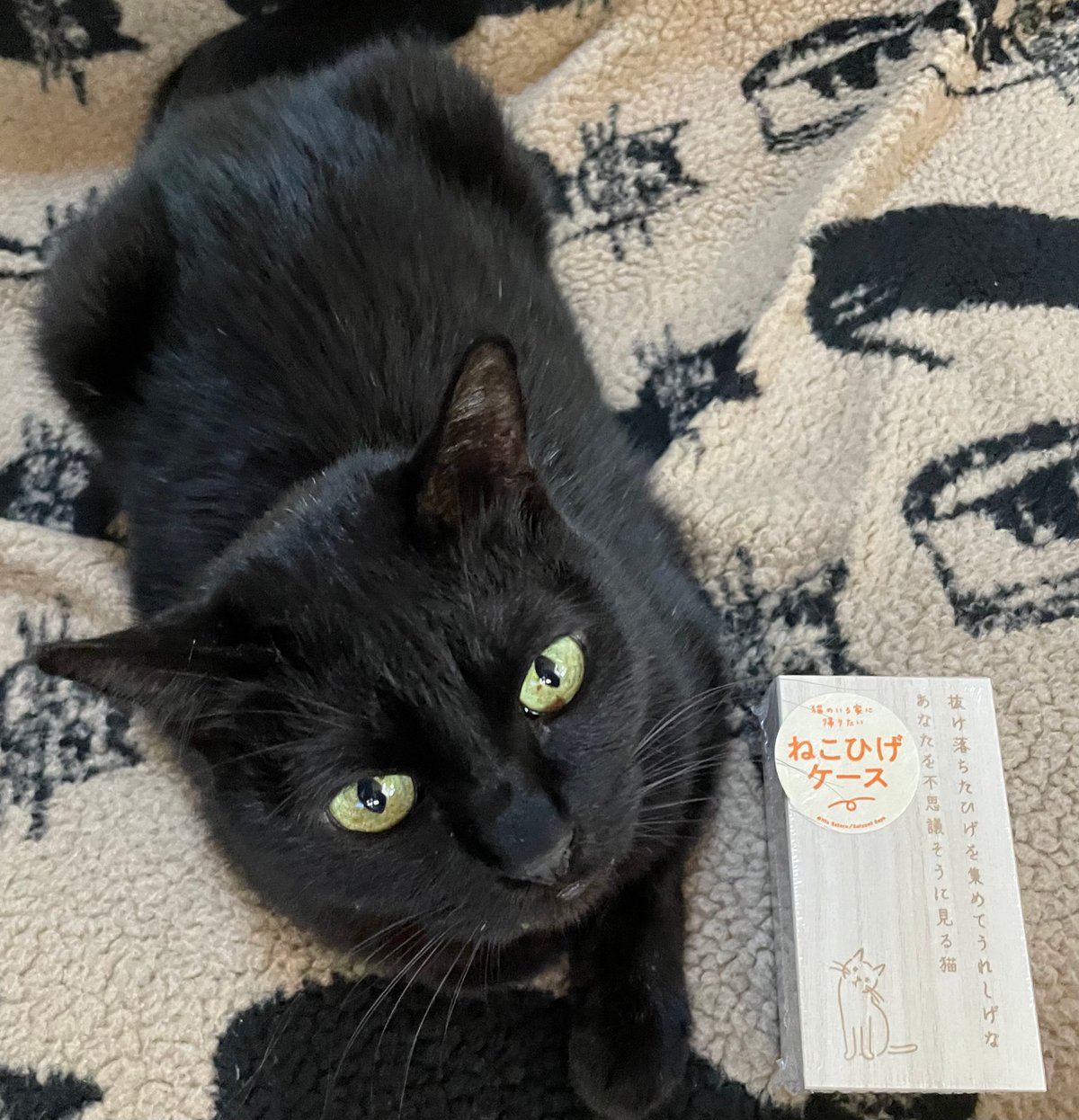 猫のいる家に帰りたい ねこひげケース | Cat's Meow Books Virtual S