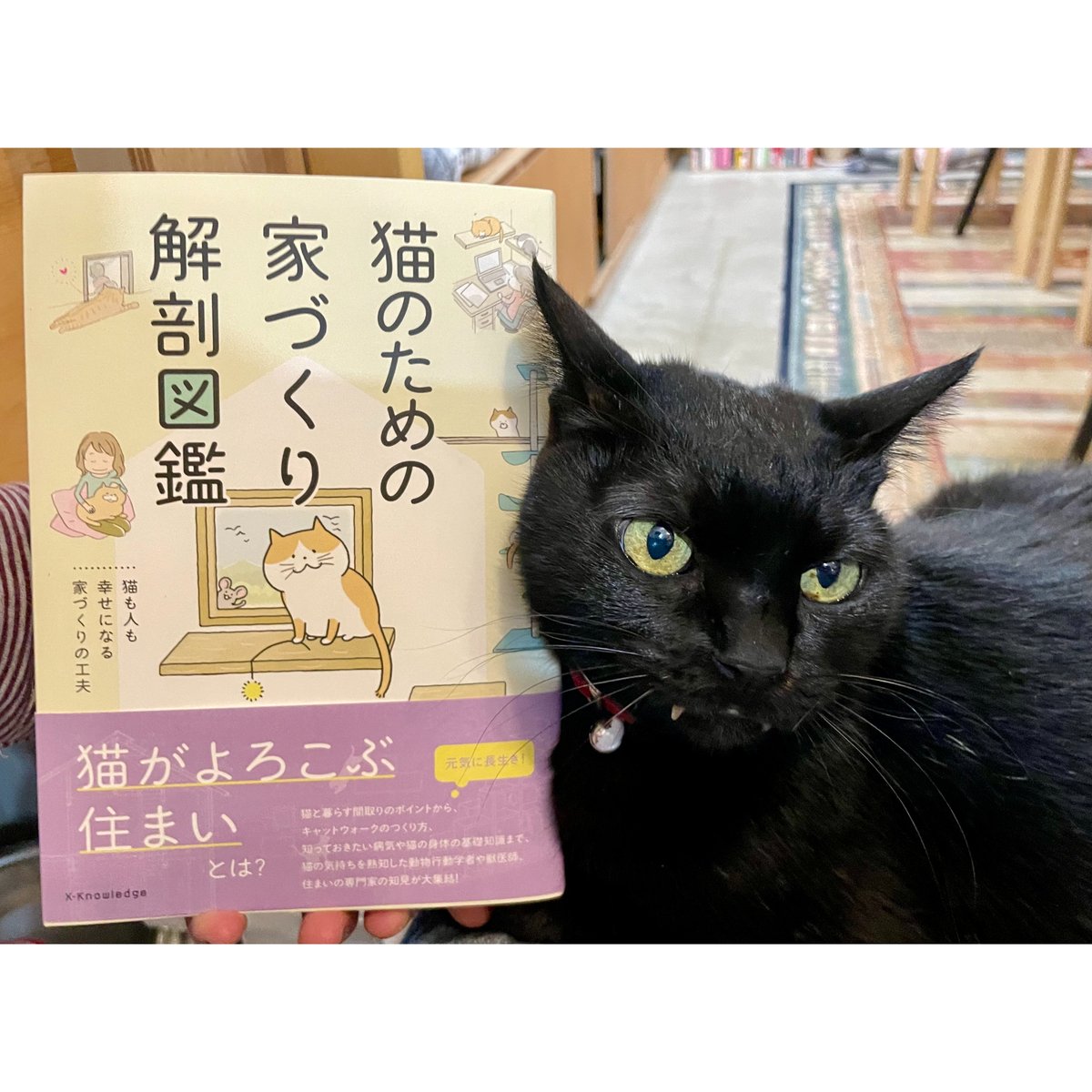 Books　猫のための家づくり解剖図鑑　Shop　Cat's　Meow　Virtual　β