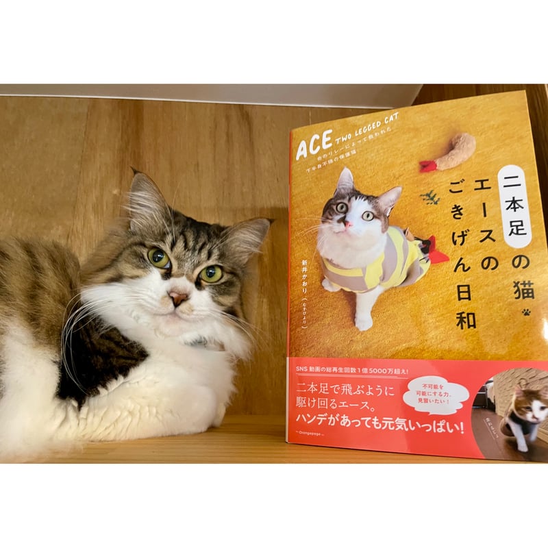 特典ポストカード付き】二本足の猫・エースのごきげん日和 | Cat's