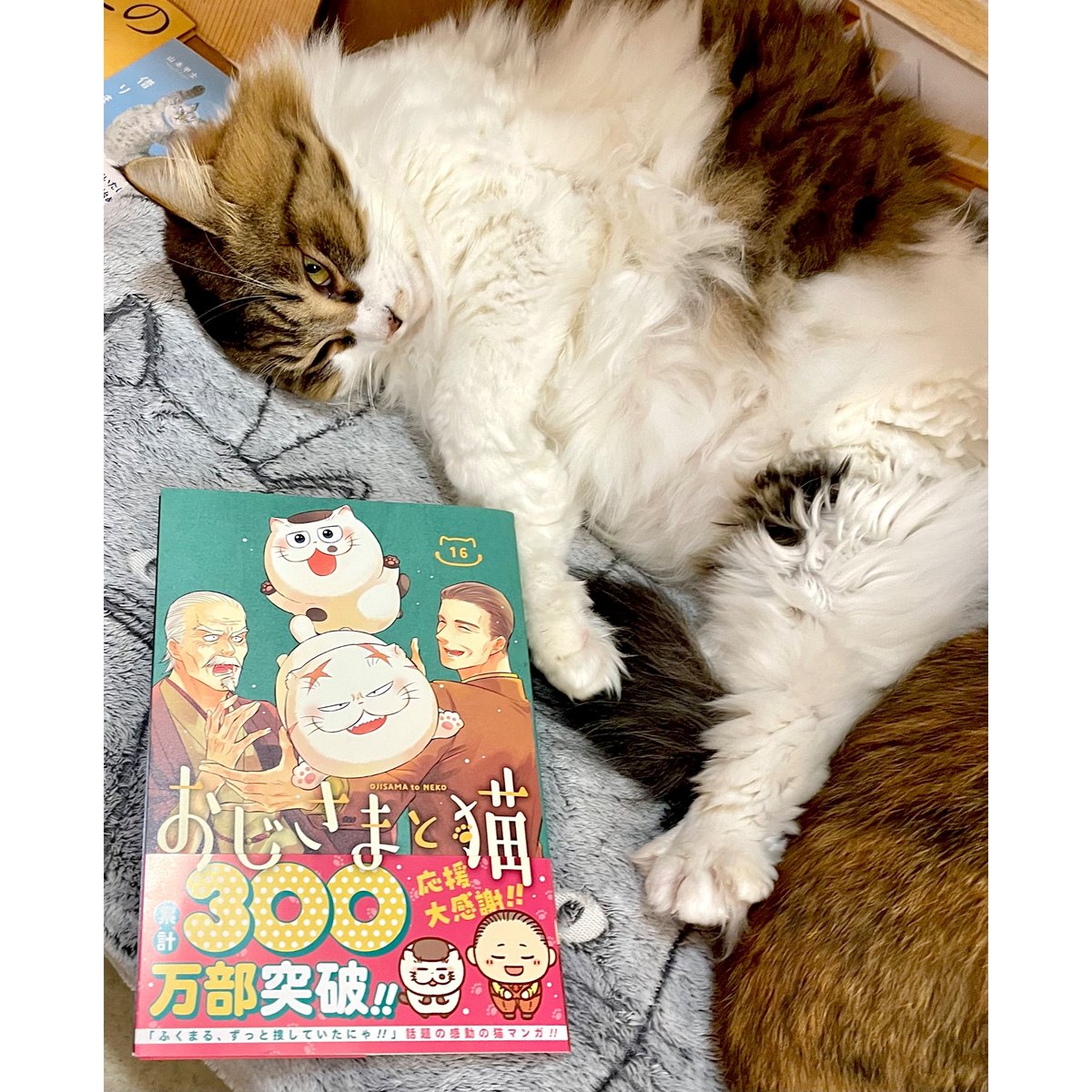 おじさまと猫（1～16巻） | Cat's Meow Books Virtual Shop β