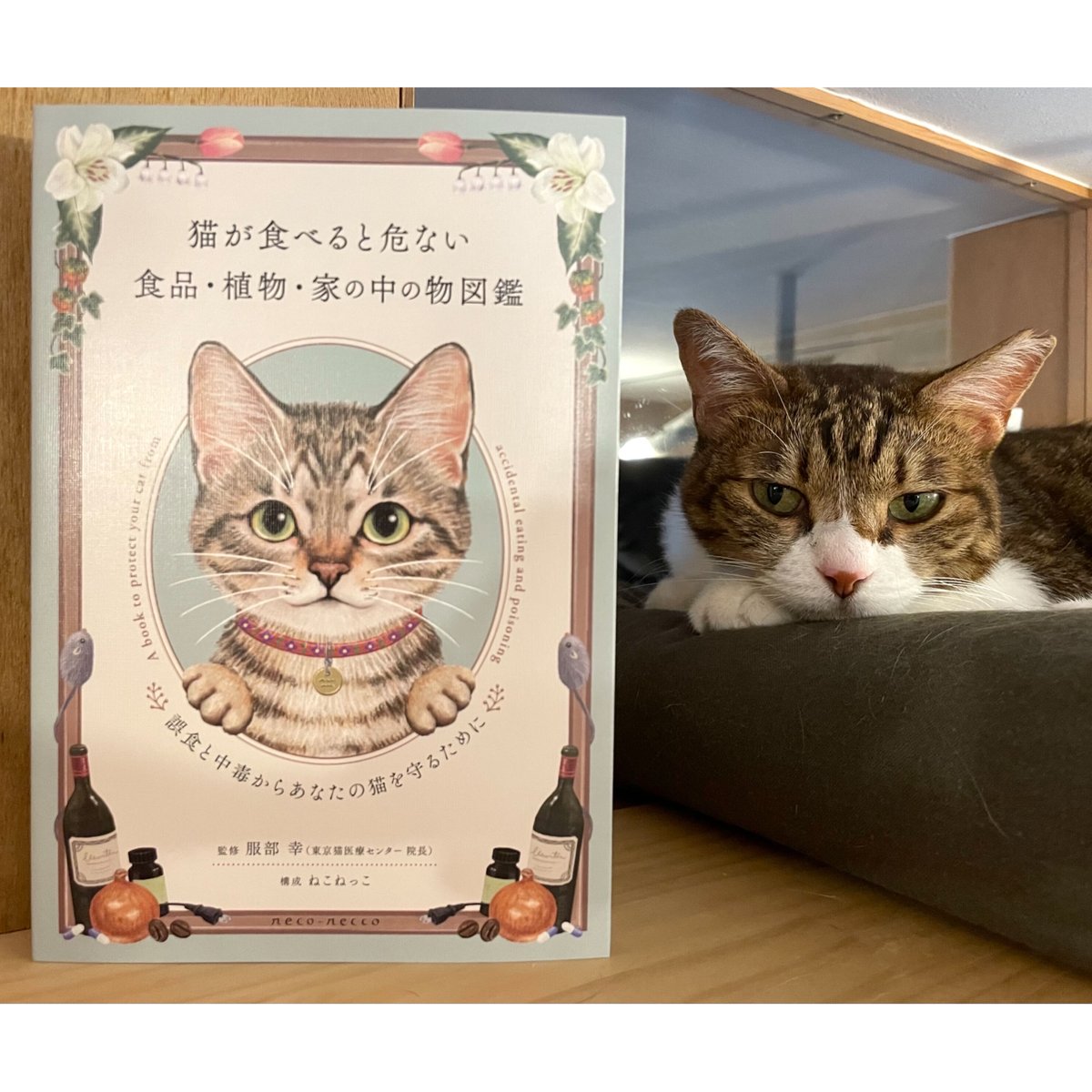 限定メッセージカード付き】猫が食べると危ない食品・植物・家の中の物